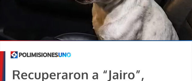 Recuperaron a “Jairo”, un bulldog francés que había sido vendido tras extraviarse en Posadas