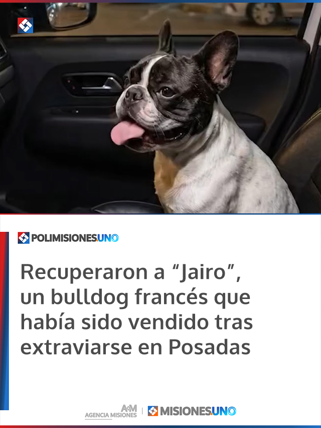 Recuperaron a “Jairo”, un bulldog francés que había sido vendido tras extraviarse en Posadas